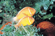 yellow  fish